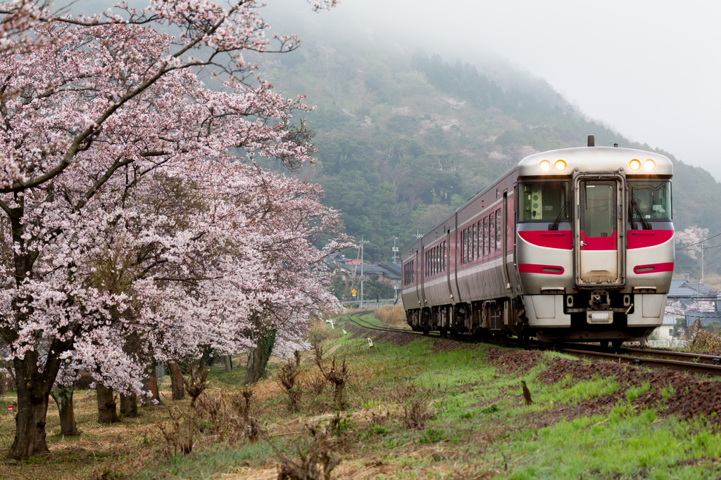 大岩駅の桜が咲きました１