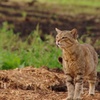 その鋭い眼光、凛々しい立ち姿は獅子のそれ