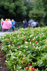 雨の動物園