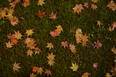雨で散ったもみじ
