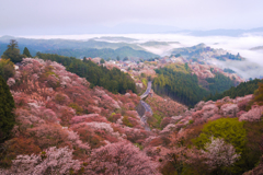 吉野山