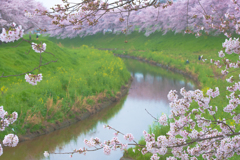 桜運河