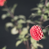 一輪の花
