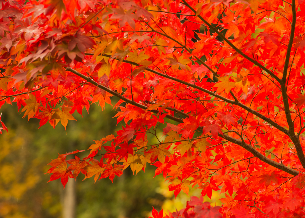 赤く色づく