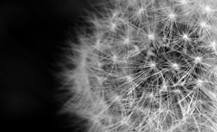 その命散らして繋ぐ