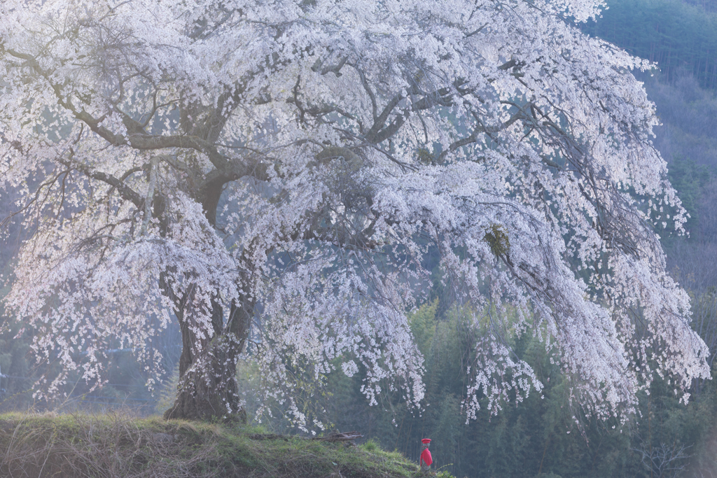 上発知の桜