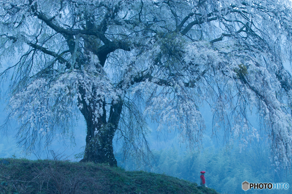 上発知の桜