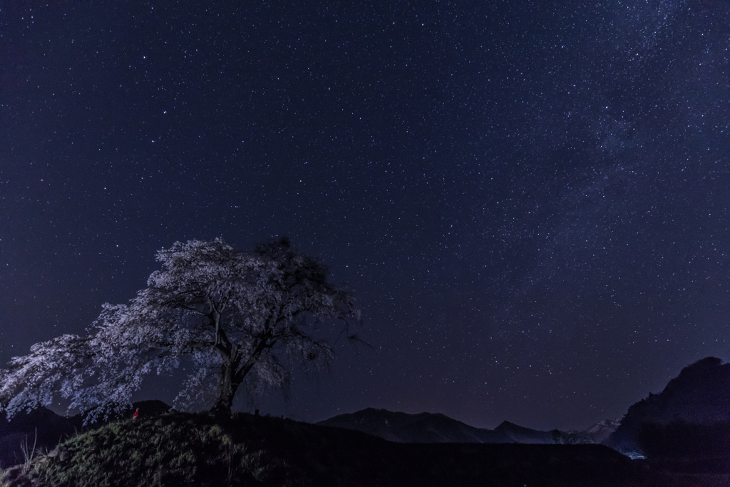 夜桜