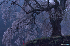 上発知の桜