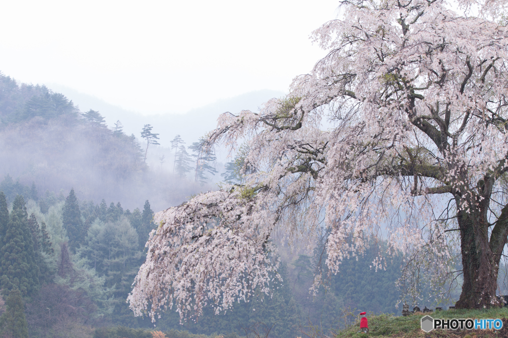 上発知の桜