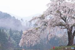 上発知の桜