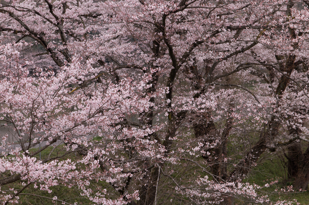 乱桜