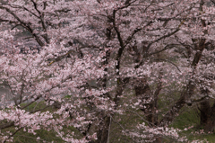 乱桜
