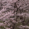 乱桜
