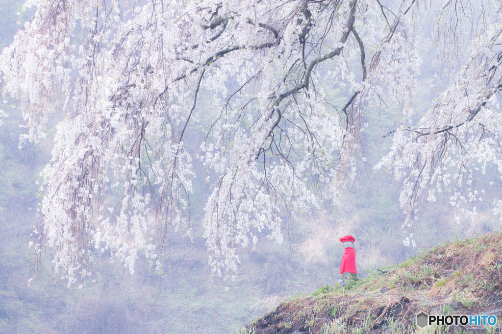 上発知の桜