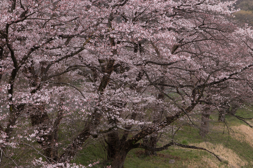 桜舞う