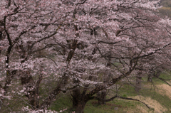 桜舞う