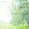 りんごの果樹園