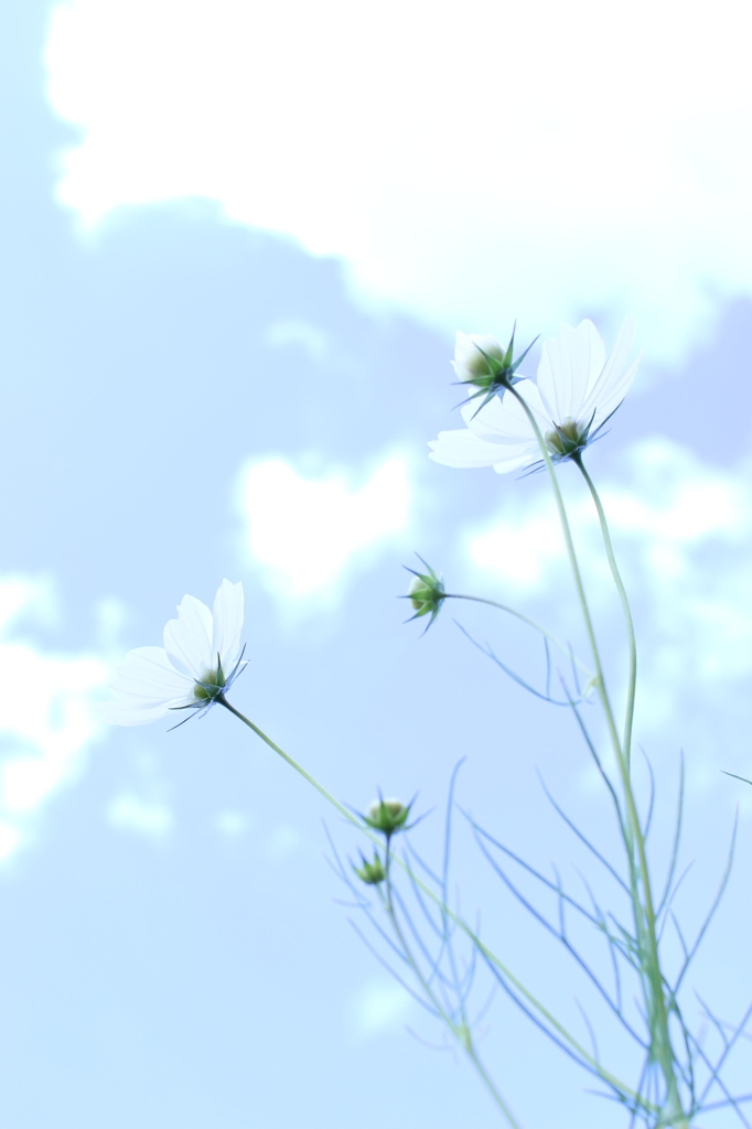 light blue