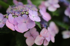 紫陽花