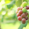 ripening