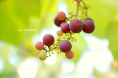 Colorful grape