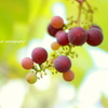 Colorful grape