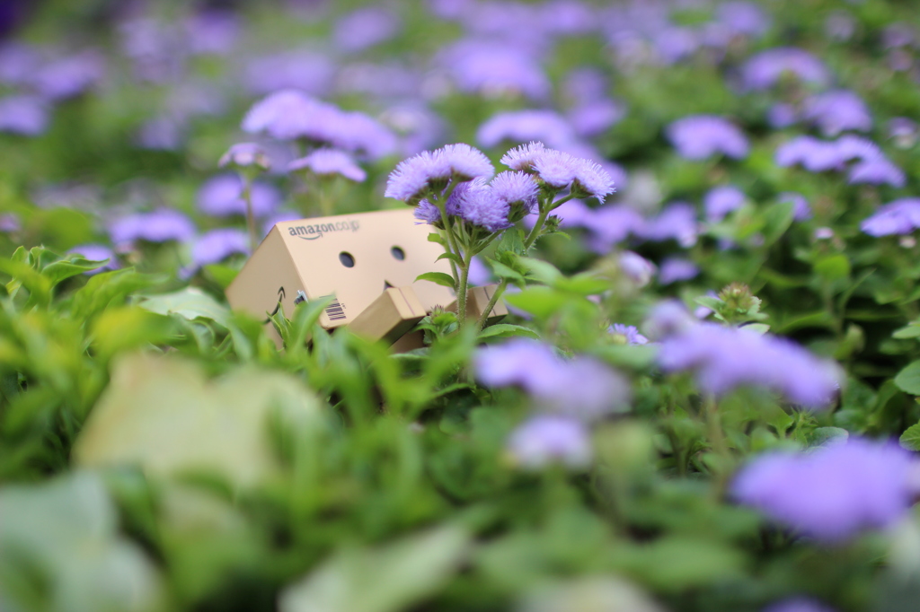 ダンボー　お花にあこがれて