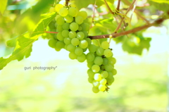 harvest season