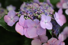 紫陽花