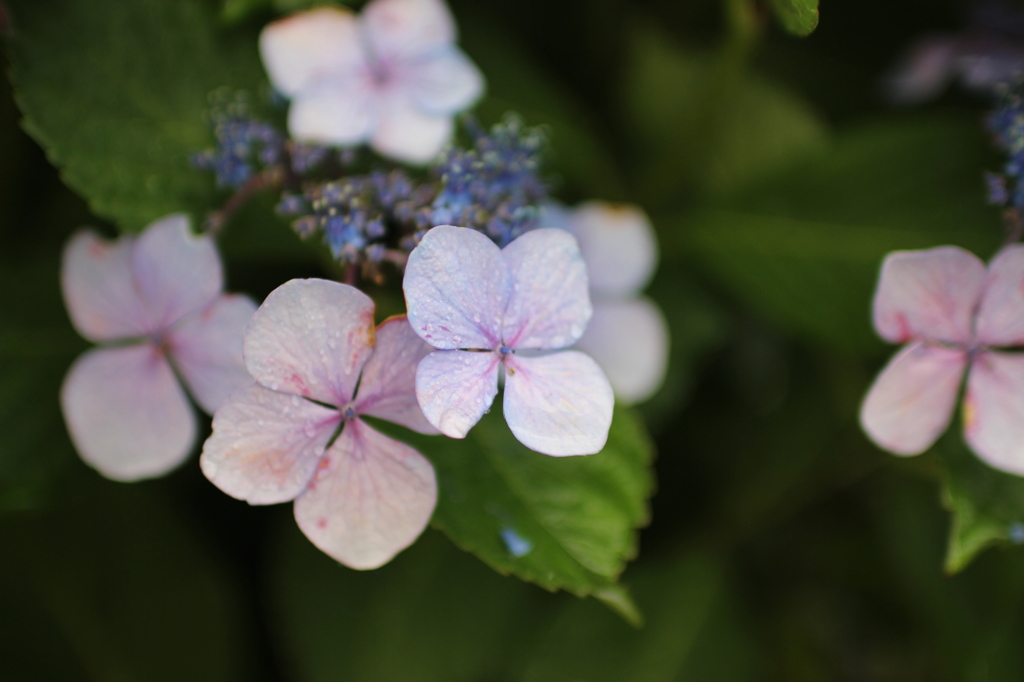 紫陽花