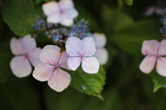 紫陽花