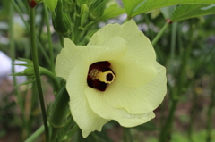 おくらの花