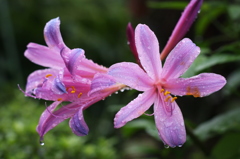 雨の日の花