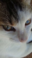 ４年前のガラケーで獲った猫の写真