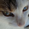 ４年前のガラケーで獲った猫の写真