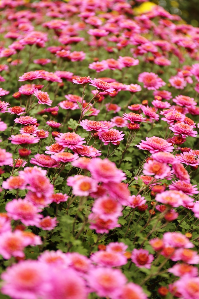 見頃　紅菊