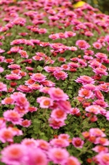 見頃　紅菊