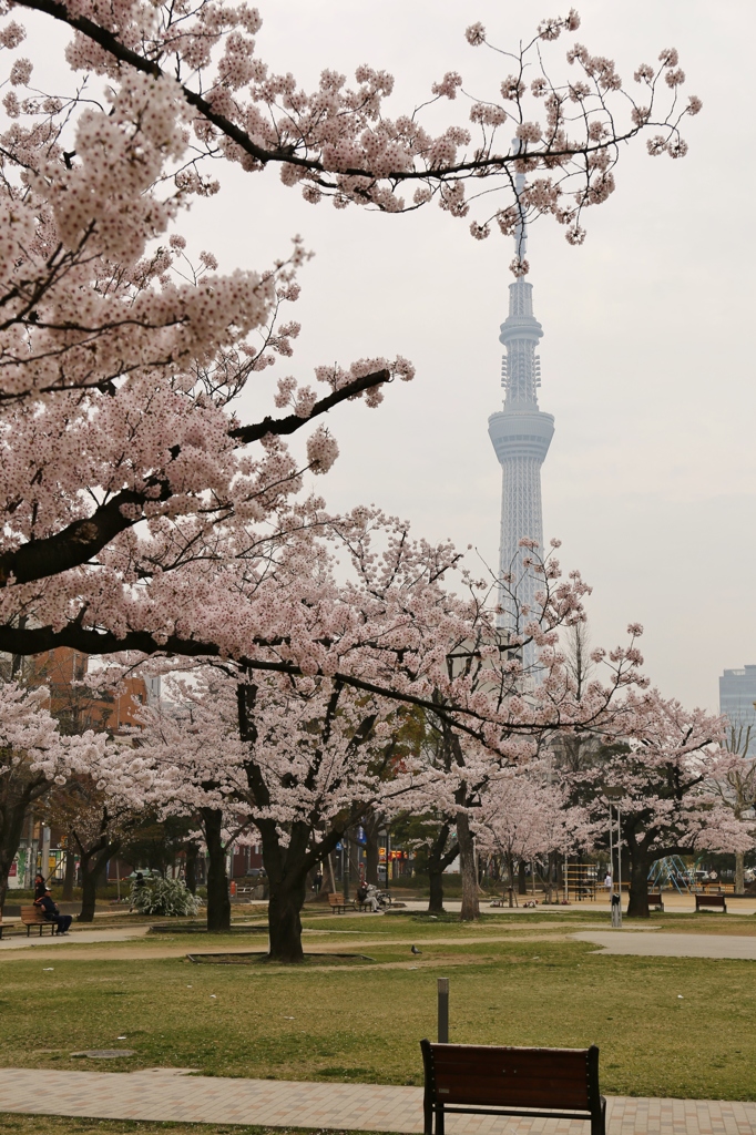 早朝の公園