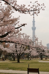 早朝の公園