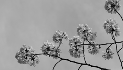 「想　桜」