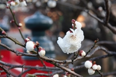 IMG_5981 (640x427)天神さまの梅