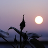 silhouette rose