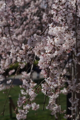 黄砂の降る中で　しだれ桜