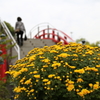 太鼓橋
