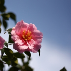 春の陽ざし　山茶花