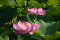 不忍池　蓮の花