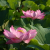 不忍池　蓮の花