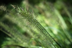 変わった植物。