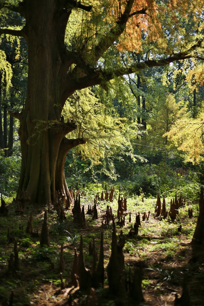 都会の中の神秘の森